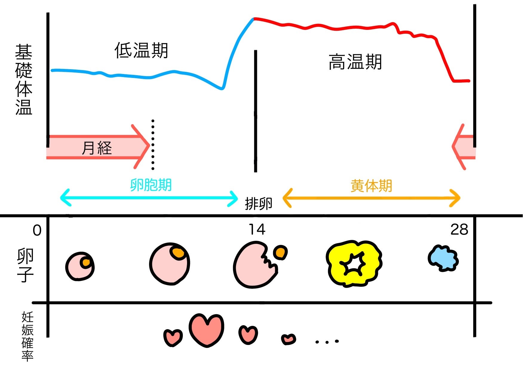 黄体期は排卵後から次の生理までの時期、つまり生理周期の後半にあたります。