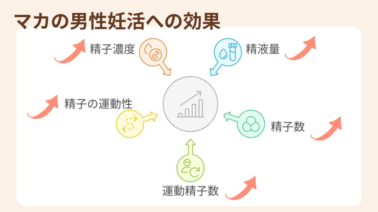 精子濃度、精液量、運動性、精子数などが増加する