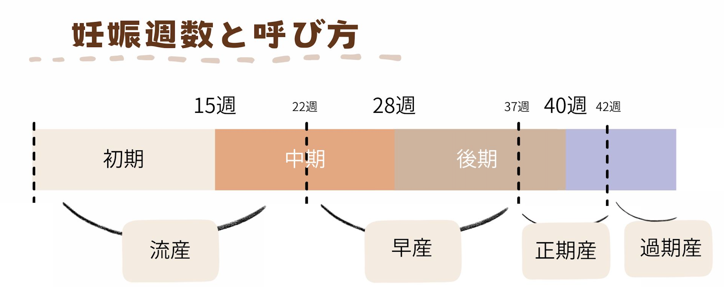 妊娠週数に合わせた呼び方と、分娩の呼び方