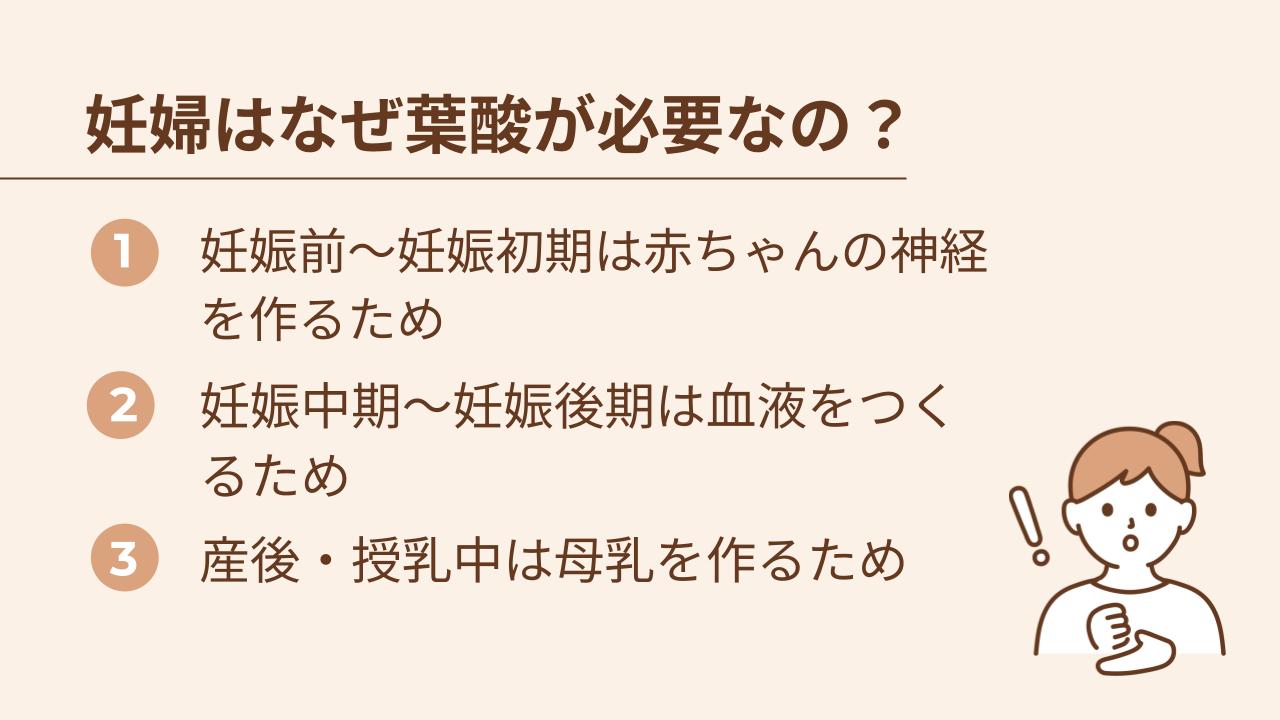 妊娠前～妊娠初期は赤ちゃんの神経を作るため、妊娠中期～妊娠後期は血をつくるため、産後・授乳中は母乳を作るために葉酸が必要