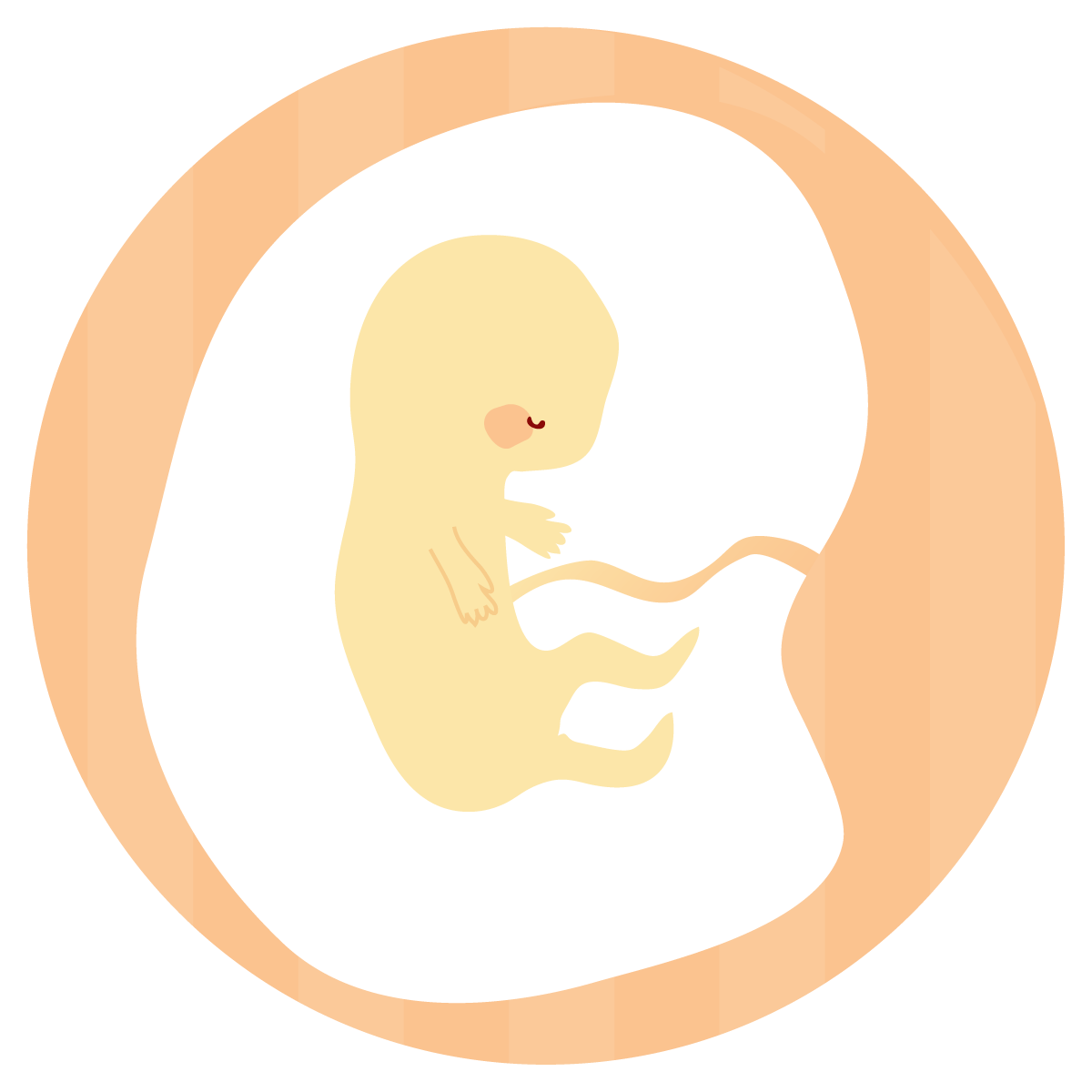 妊娠初期は赤ちゃんの体の発達のために葉酸が必要