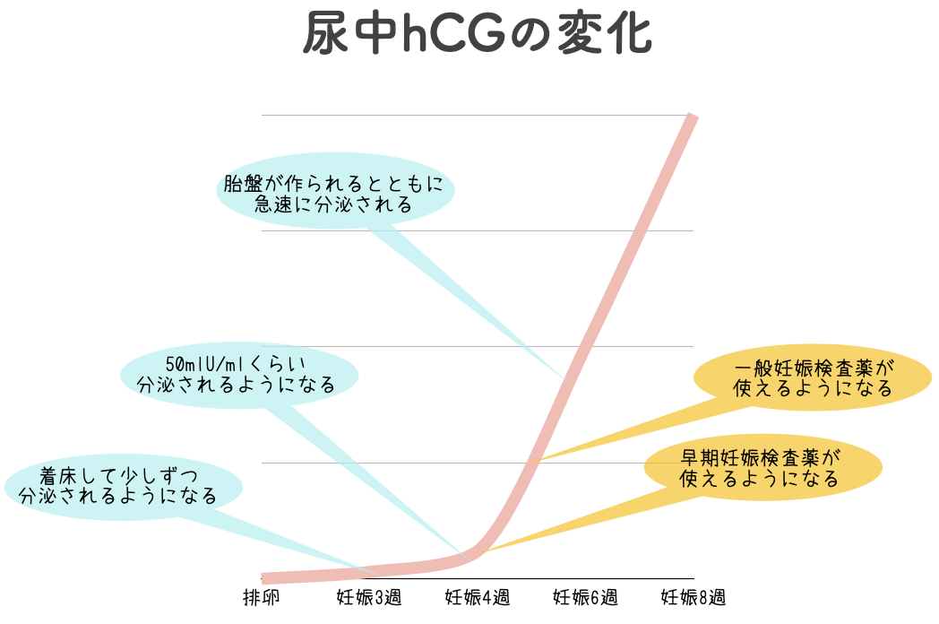 妊娠4週から尿中のhCGは急激に増加する