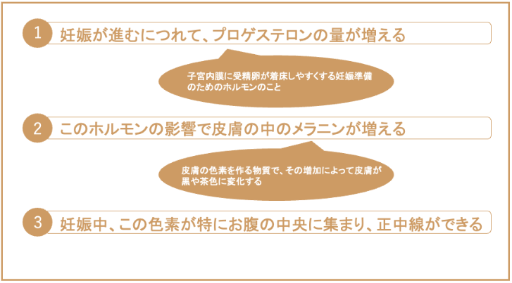 正中線は、妊娠が進みプロゲストロンの量が増え、皮膚の中のメラニンが増えることで正中線ができます。
