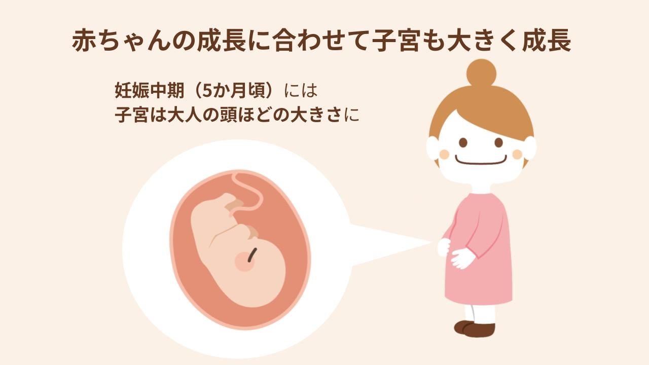 子宮が成長しお腹が前にせり出すようになることで、胃や腸が圧迫されやすくなり、吐き気や気持ち悪さとして現れる