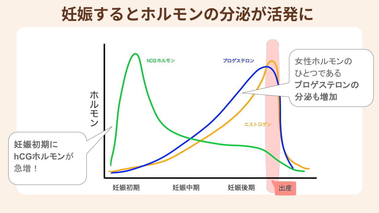 妊娠するとホルモンの分泌が活発になることがつわりの症状につながる