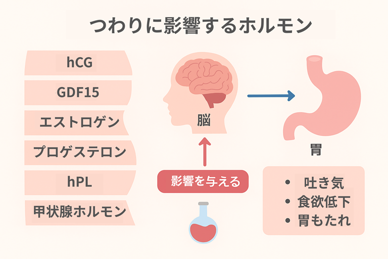 つわりに影響するホルモンを解説