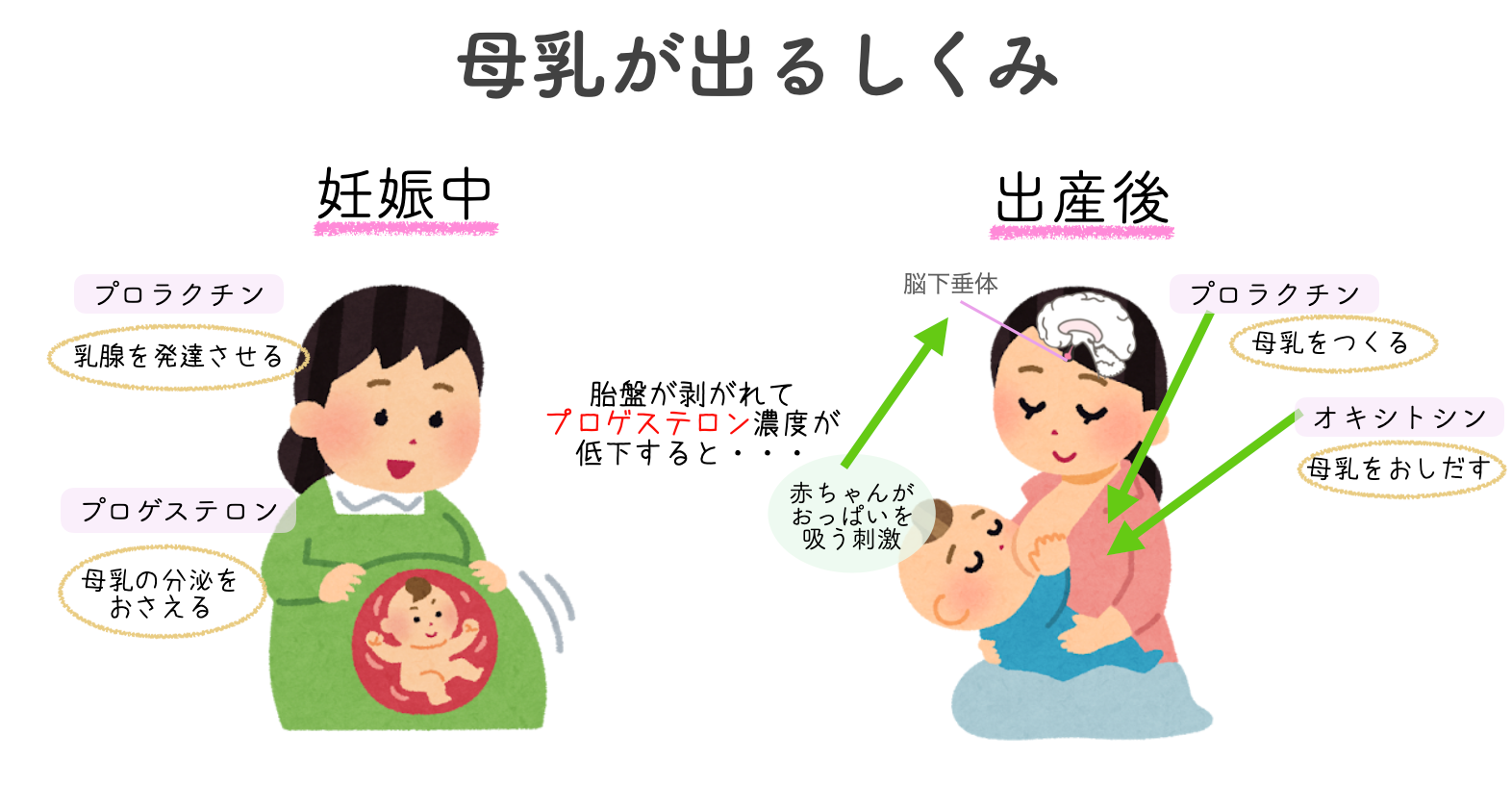 生まれた赤ちゃんがおっぱいを吸うことで刺激を受け、脳下垂体からはさらに母乳をつくるホルモンである「プロラクチン」と、母乳を乳腺から外へと押し出すホルモンである「オキシトシン」が分泌されるようになります。