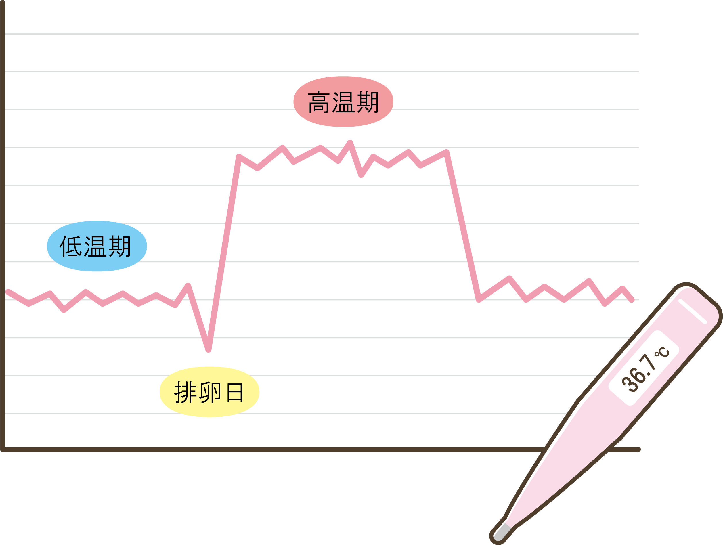 妊活中のよもぎ蒸しのタイミングは、生理から排卵日までの「低温期」がおすすめです。