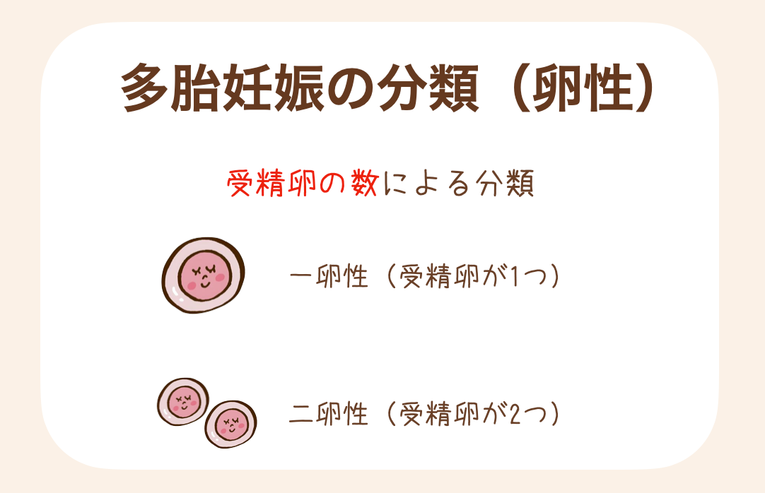 受精卵の数による分類