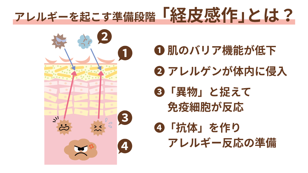 肌のバリア機能が低下すると、皮膚の隙間からアレルギーの原因物質（アレルゲン）が体内に侵入しやすくなります。アレルゲンが侵入すると、体はそれを「異物」と認識し、アレルギー反応の準備を始めてしまいます。