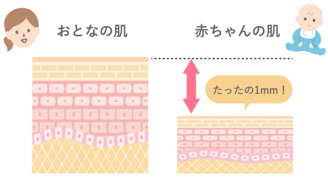 大人の約半分の厚さしかない