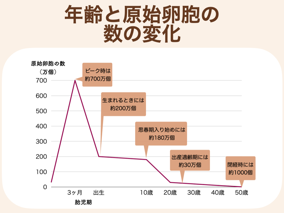 胎児期に約700万個あった卵子は徐々に減少し、出産適齢期である20代には約30万個、35歳頃には2～3万個