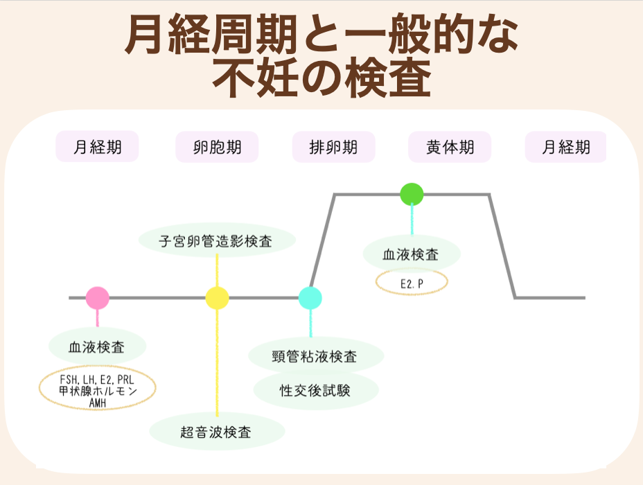 不妊の検査は、月経周期によって受ける検査が変わってきます