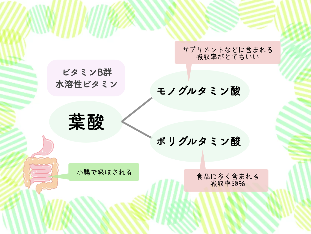 葉酸には、「ポリグルタミン酸型」と「モノグルタミン酸型」の2種類があります