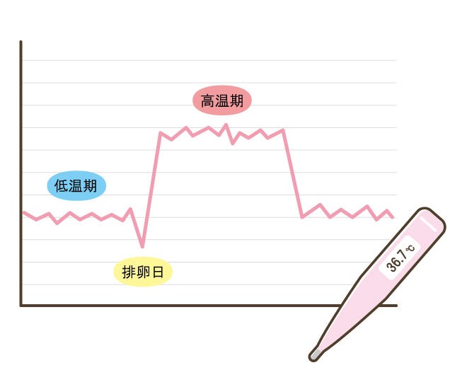 排卵日の目安は、基礎体温が「低温期」から「高温期」に変わるタイミング