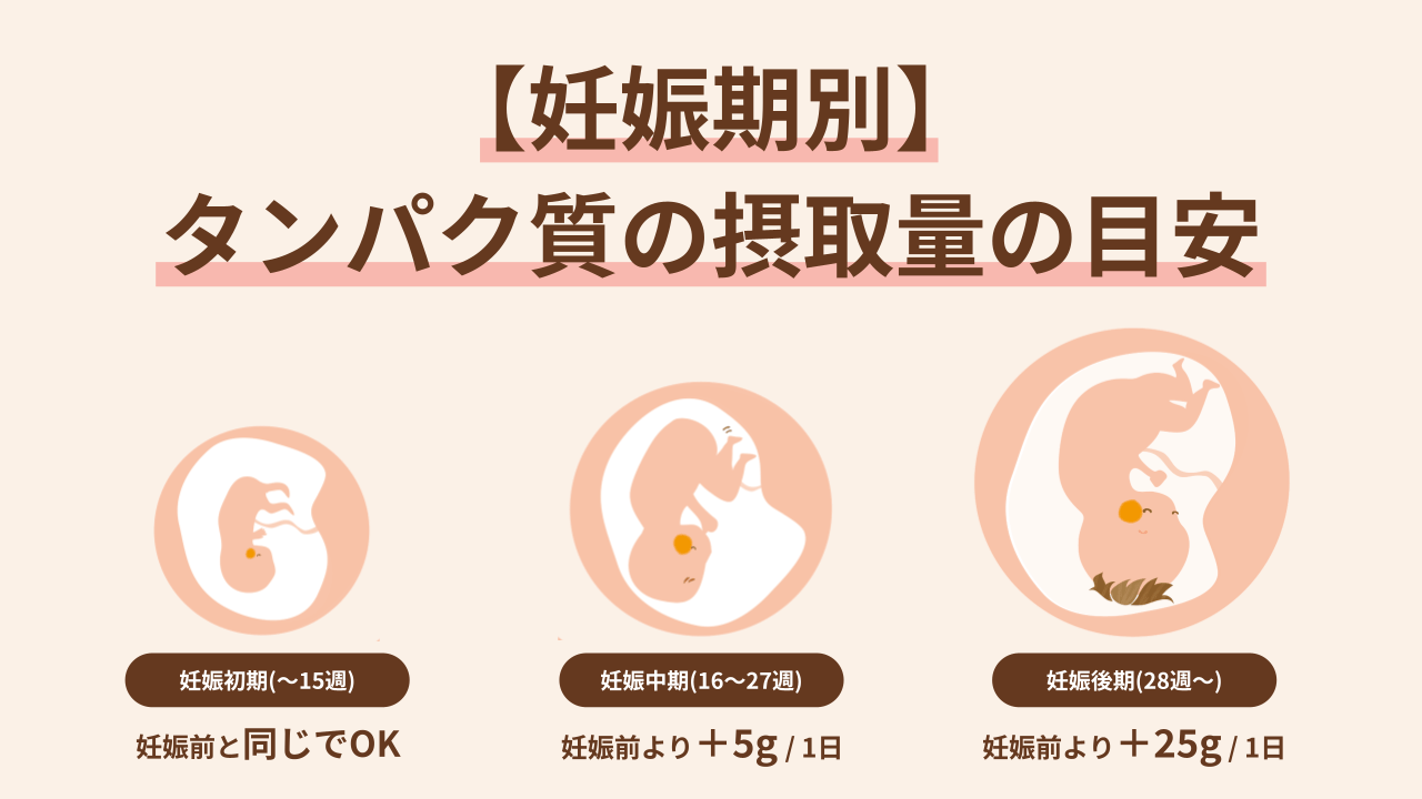 妊娠初期、中期、後期それぞれの時期に応じた摂取量と意識したいポイントをご紹介します。