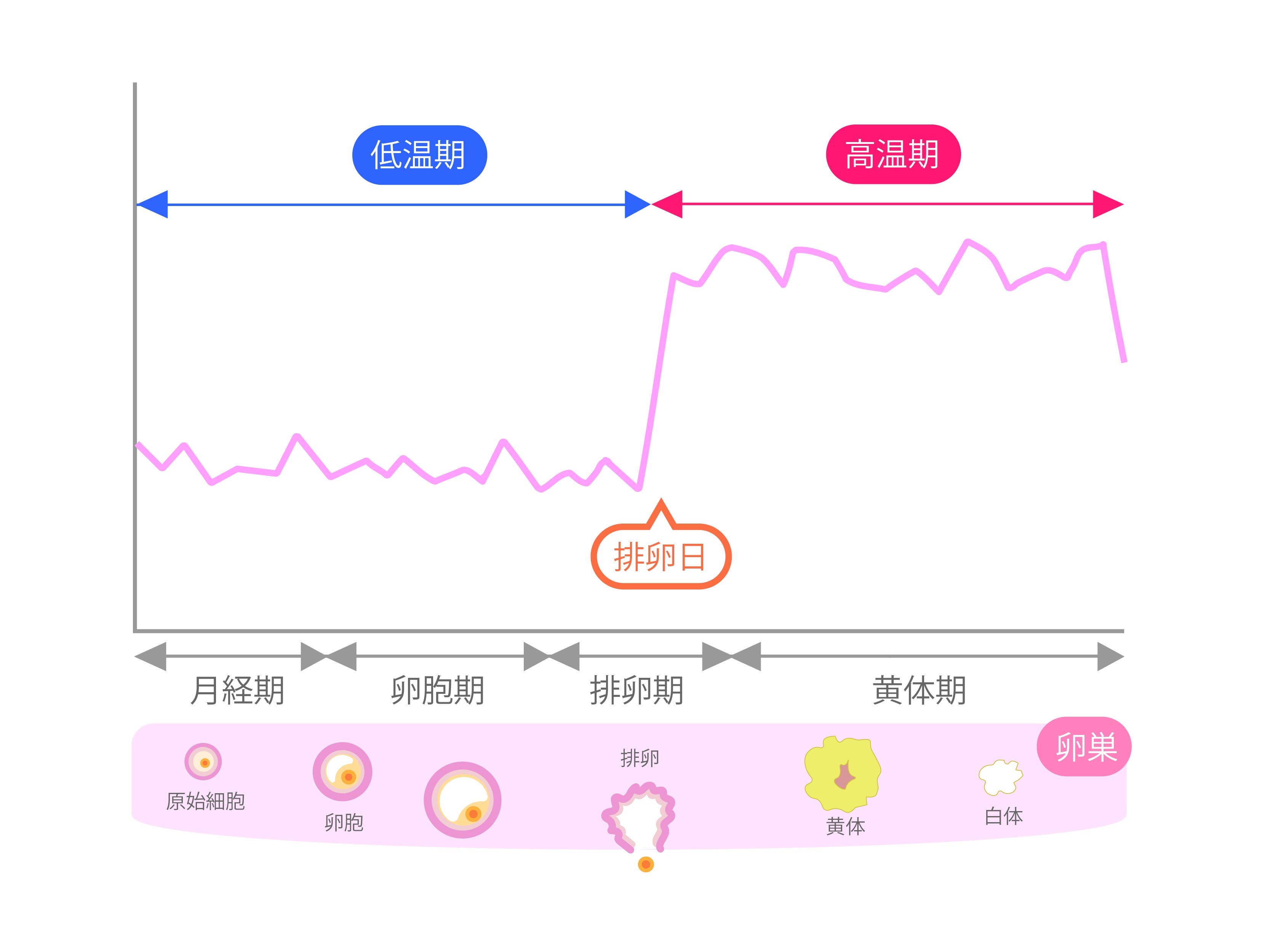 基礎体温は1つの周期のなかで、「低温期」と「高温期」に分かれます。 低温期と高温期の間には「排卵日」が、高温期と低温期の間には「月経」があります。 続けて測ることで、排卵時期が分かるようになります。