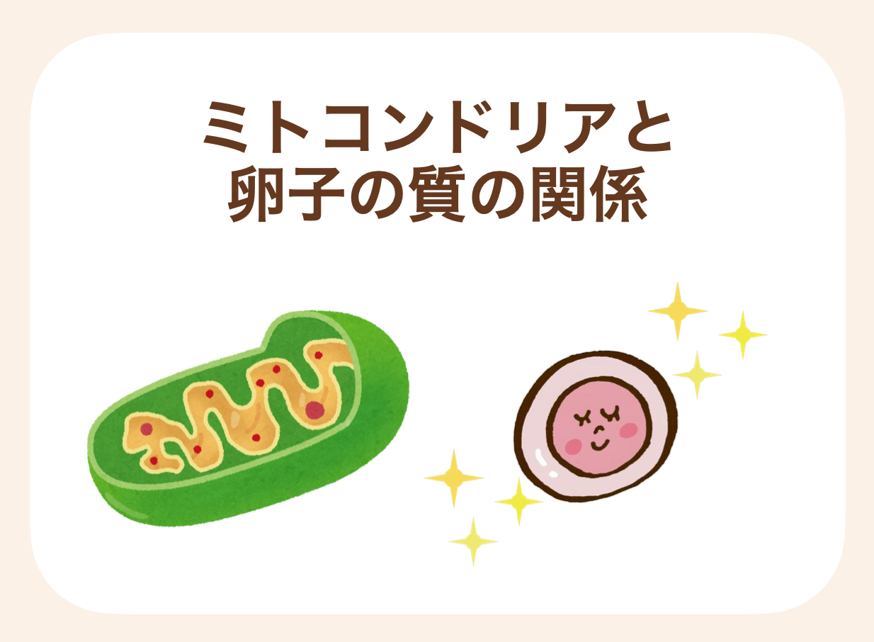 卵子にとってのエネルギー源であるミトコンドリアを活性化させることで、卵子の質を高め、妊娠しやすいようにサポートできる