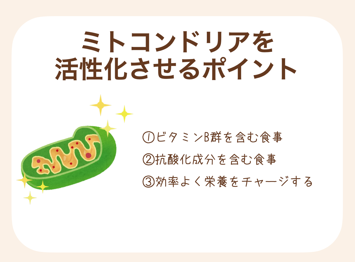 ミトコンドリアを活性化させるポイントは栄養にあります