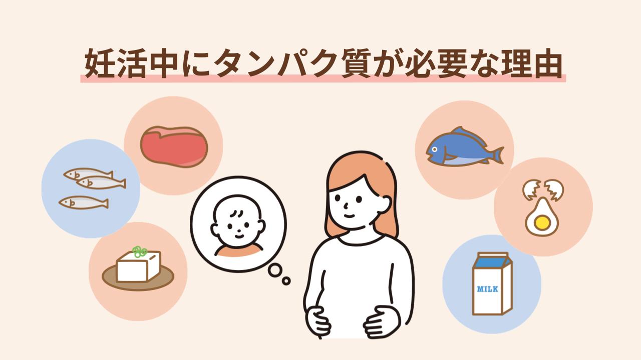 タンパク質はホルモンや卵子・精子の材料になり子宮環境も整える
