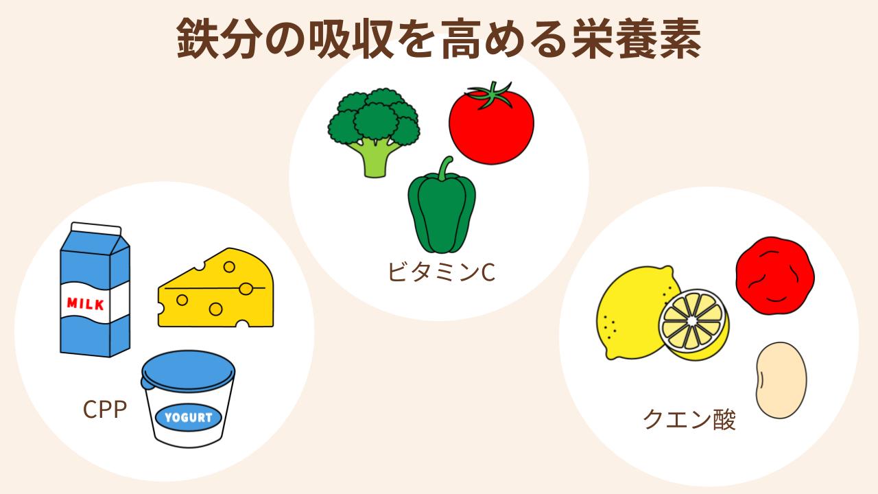 CPP、ビタミンC、クエン酸を含む食材と組み合わせることで鉄分の吸収率がアップ