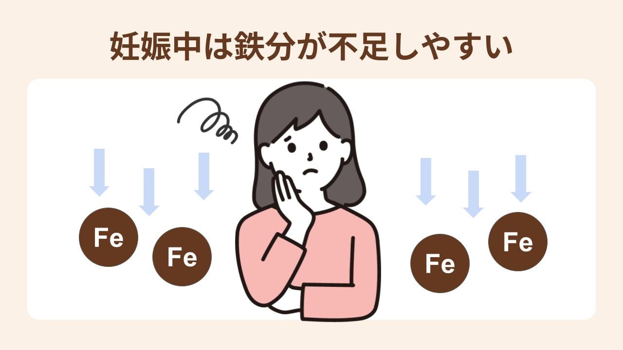 妊娠すると血液量が大きく増え、赤ちゃんの成長にもたくさんの鉄が使われるため、鉄分が不足しやすい