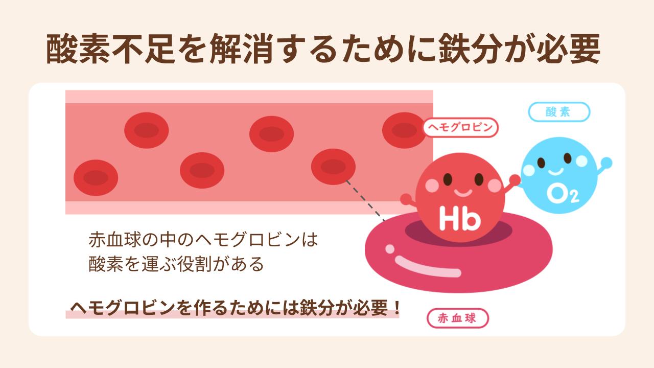酸素を運ぶヘモグロビンをつくるために鉄分が必要
