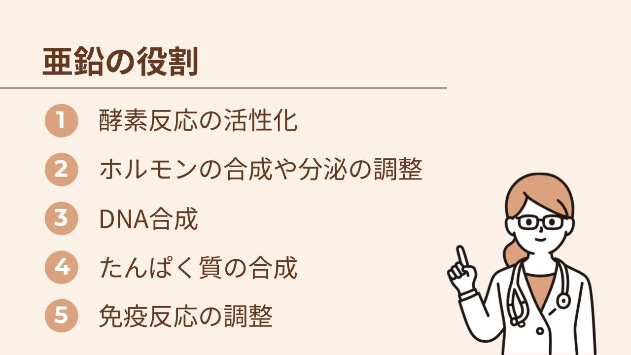 亜鉛の役割は、酵素反応の活性化・ホルモンの合成や分泌の調整・DNA合成・たんぱく質の合成・免疫反応の調節