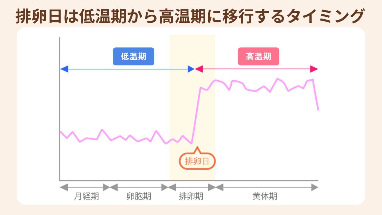 体温が下がったあとにぐっと上がり始めるまでの2、3日間が排卵の目安