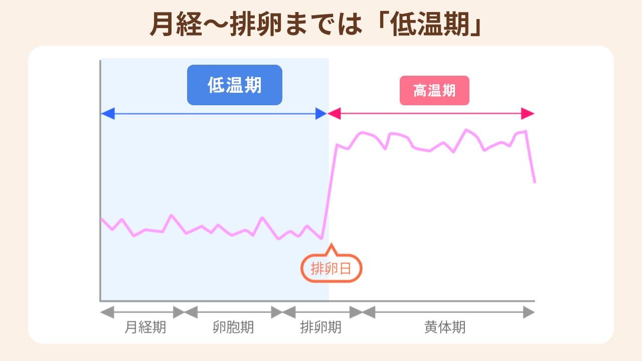 女性ホルモンの分泌が少ない月経期から卵胞ホルモンが優位に働く卵胞期は「低温期」が続く