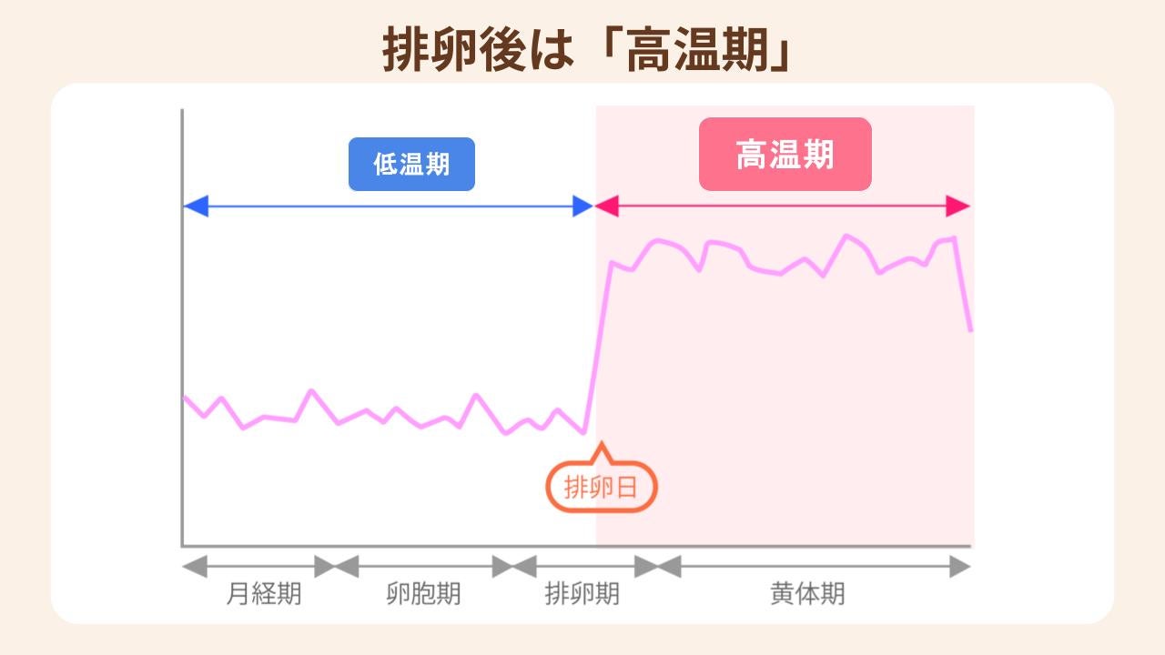 黄体ホルモンの分泌が増える排卵後は「高温期」になる
