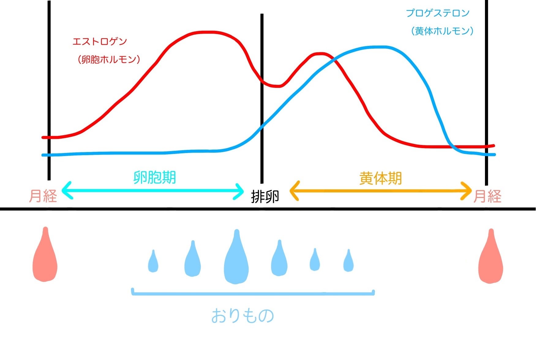月経周期は、一般的に約25～38日程度で繰り返されており、この周期の中で次のような流れが起こっています。