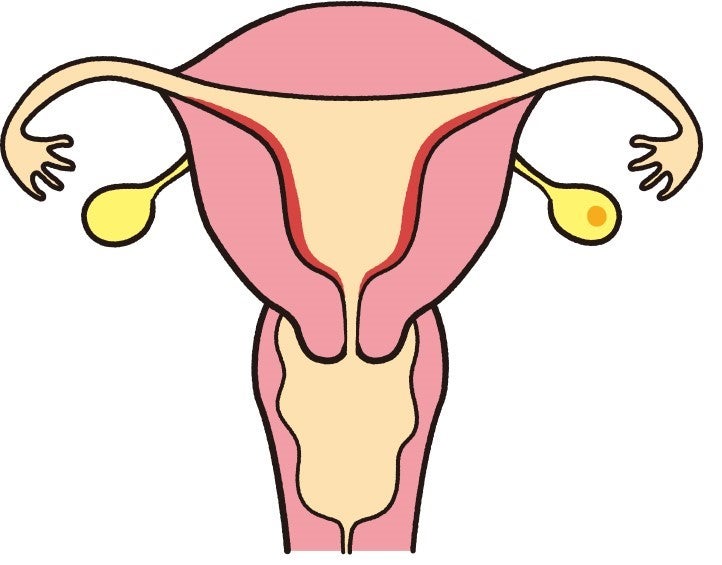 この時期、女性ホルモンのひとつ「エストロゲン」が増えて、子宮内膜も少しずつ厚くなっていきます。