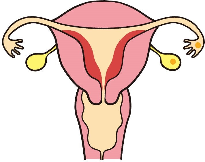 卵胞の中で成熟した卵子が卵巣から排出される「排卵」が起こります。
