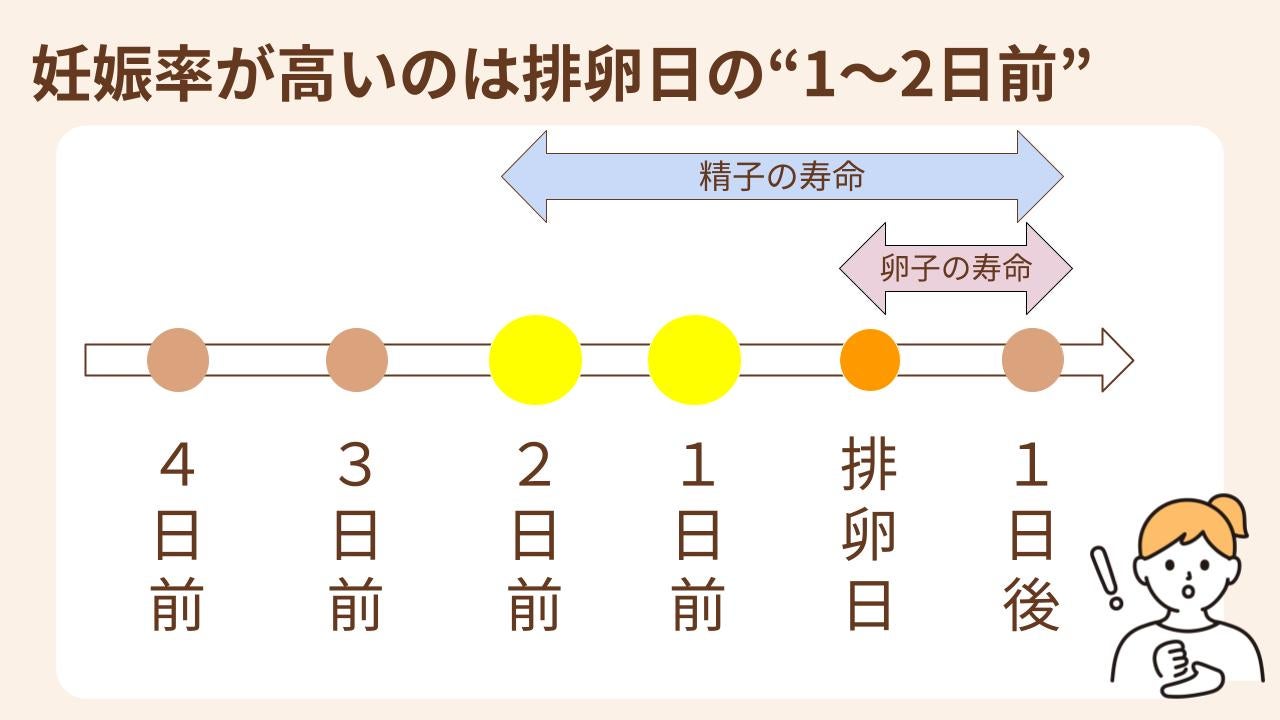 妊娠率が一番高いのは、排卵日の“1～2日前”にタイミングをとった場合だといわれています。