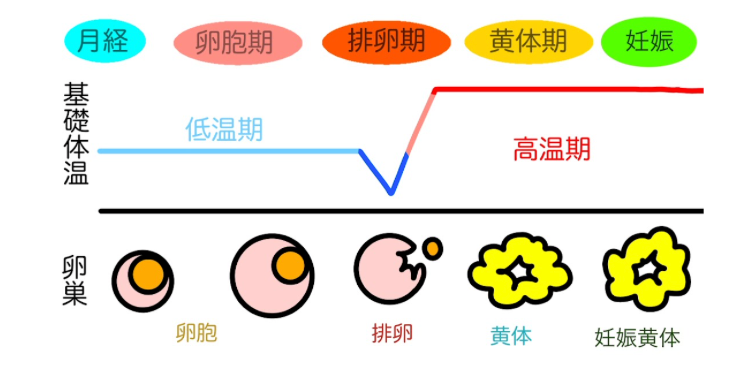 基礎体温が低温期から高温期になるときに排卵は起きる