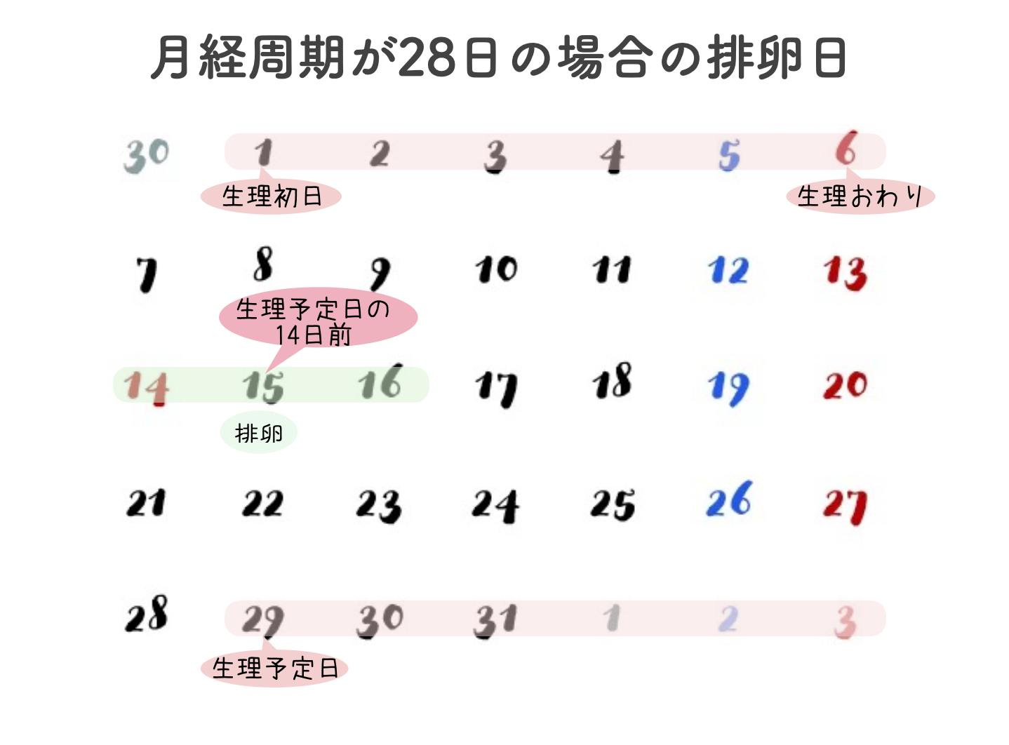 次の月経予定日の14日前が排卵日