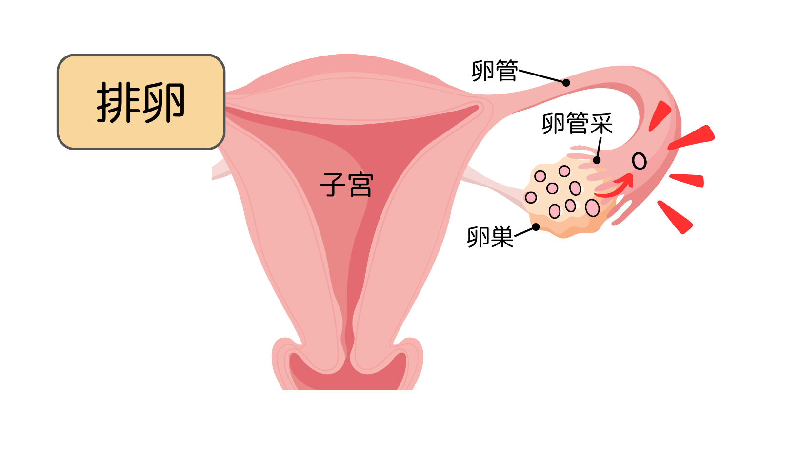 排卵を表しているイラストです。子宮や卵管、卵巣なども描かれています。