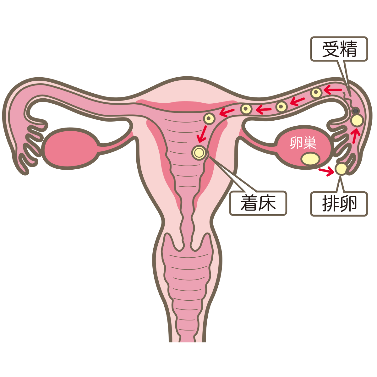 精子の方が卵子よりも寿命が長いため、妊活のタイミングは排卵日2日前にとりましょう。