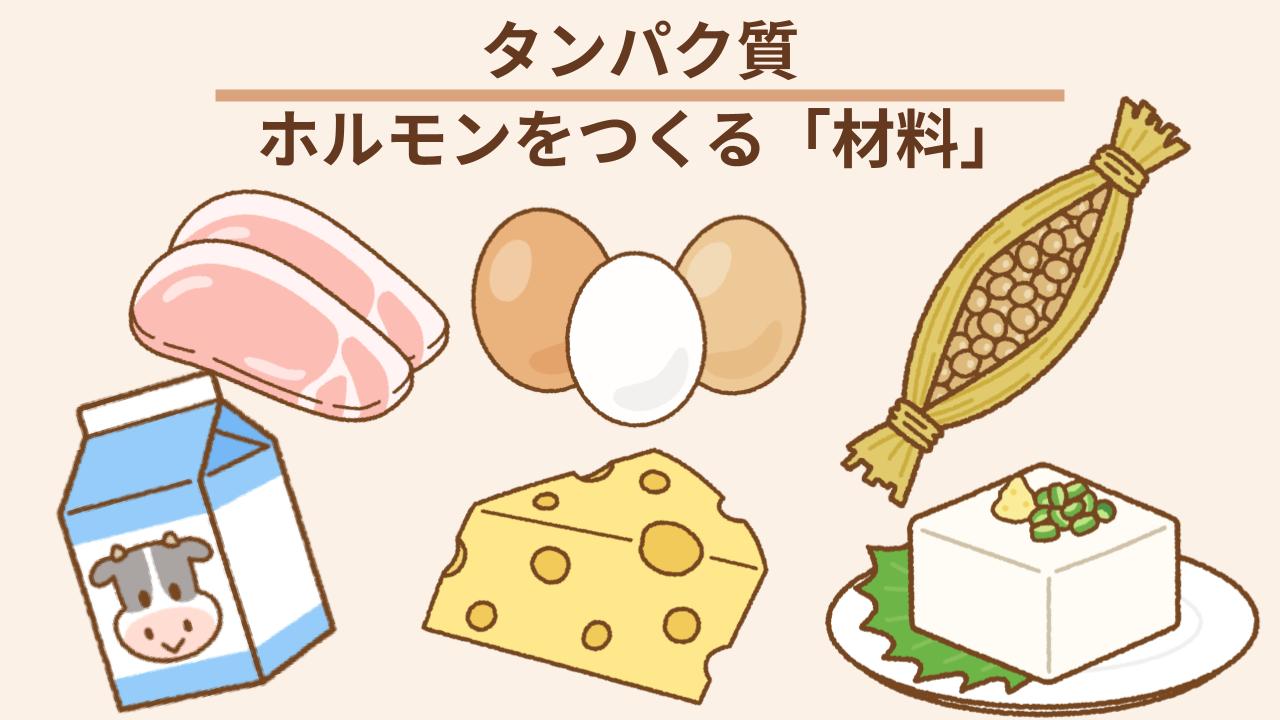 ホルモンの材料になる