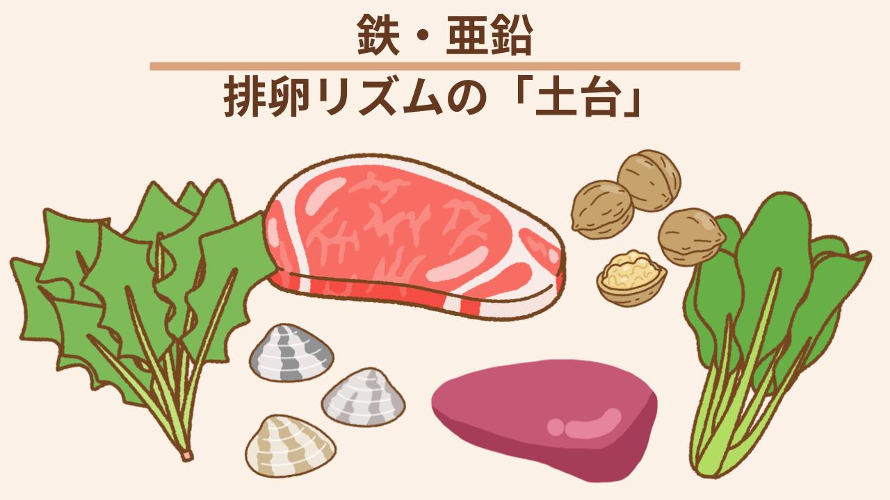 体調と排卵リズムの土台