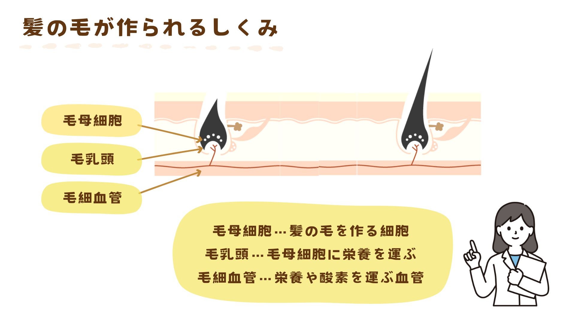 発毛のためには血流が大切です