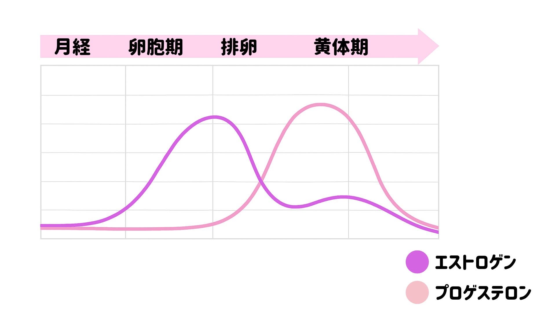 月経周期に伴うエストロゲンとプロゲステロンの変化