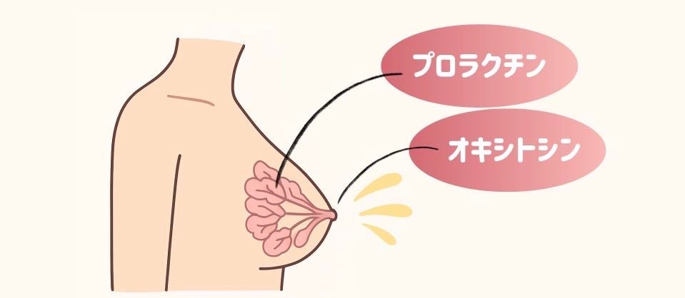 母乳にはオキシトシン とプロラクチンが大きく関係しています