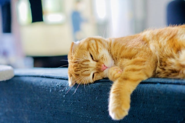 ソファでくつろぐ猫