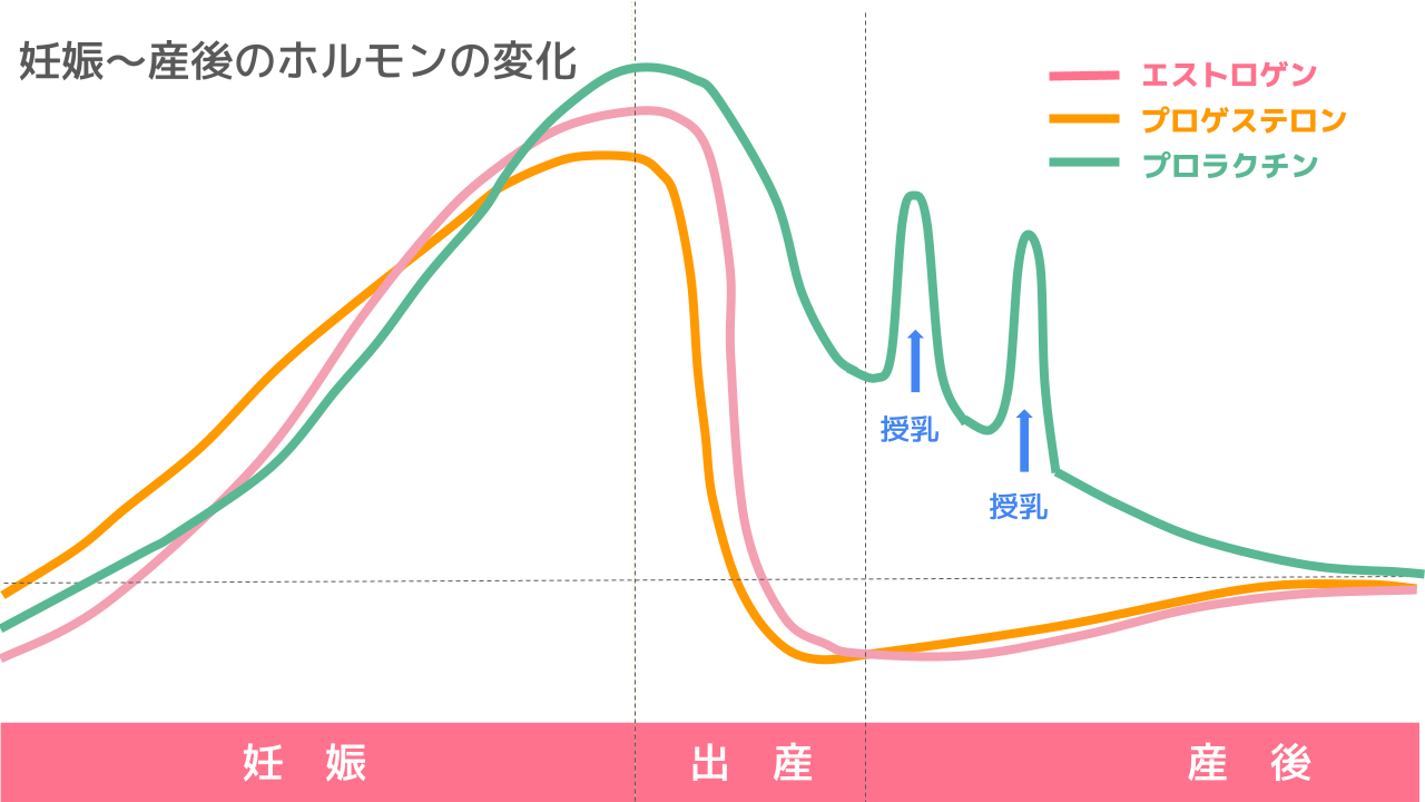 妊娠～産後のホルモンの変化