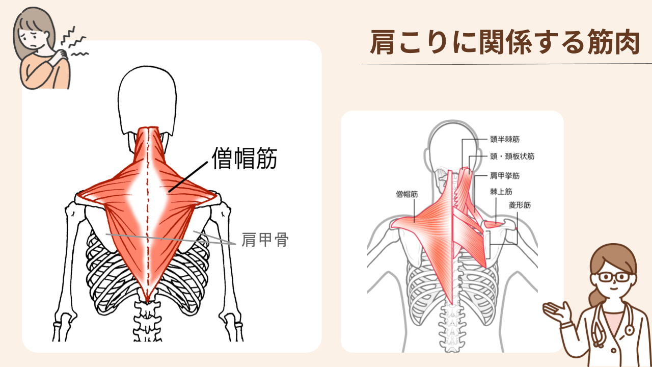 僧帽筋をはじめとする肩こりに関係する筋肉