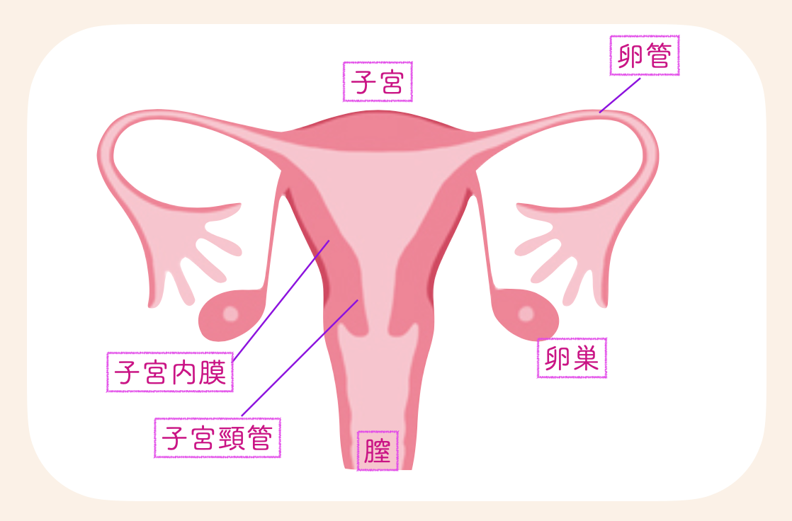 異所性妊娠とは、子宮内膜以外の場所に着床すること