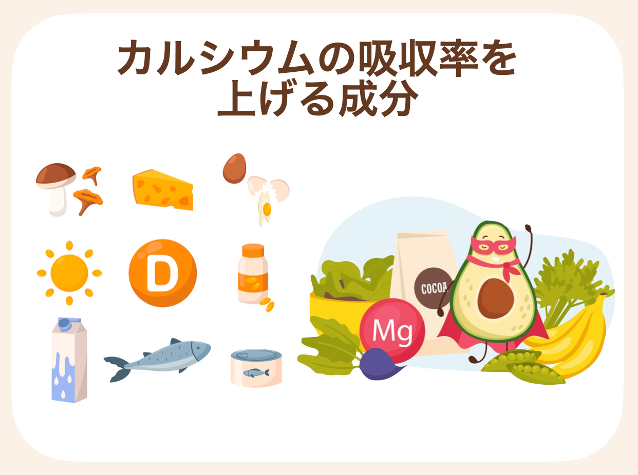 カルシウムの吸収率を上げる成分と一緒に摂る