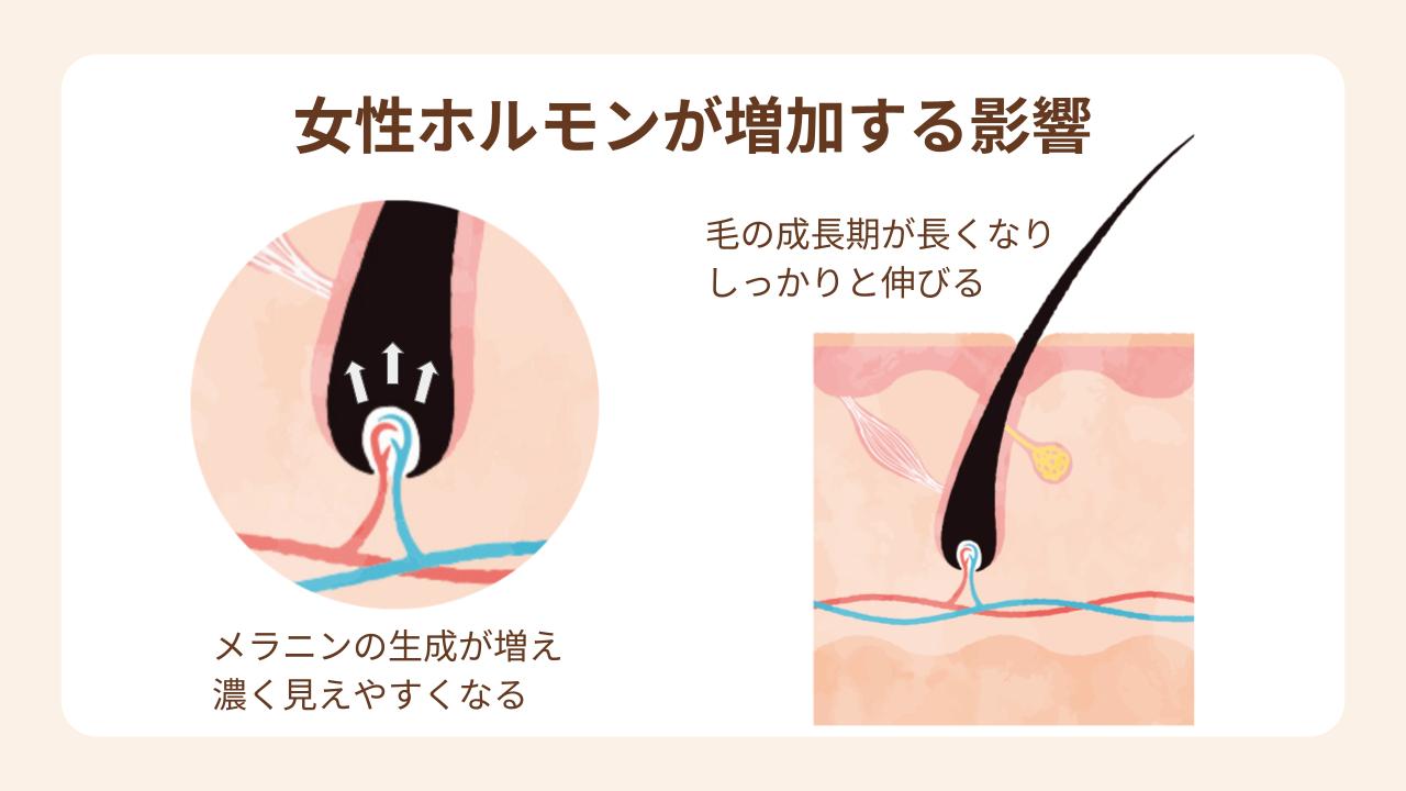 女性ホルモンが増加するとメラニンの生成が増え、毛の成長期が長くなる